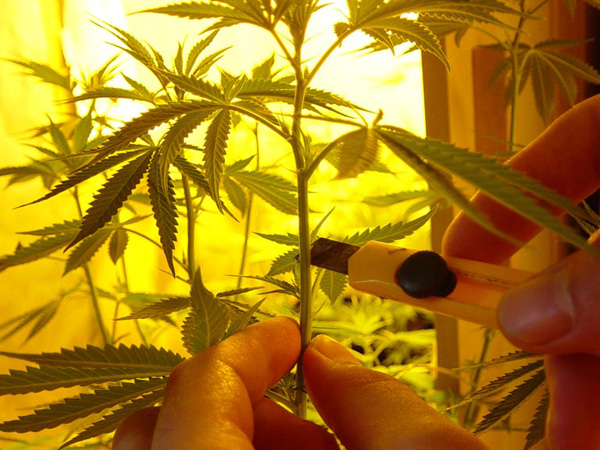 Imagem de Fazendo um clone de sua planta