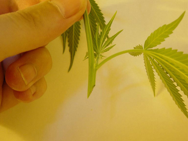 Imagem de Retirando o clone da planta mãe