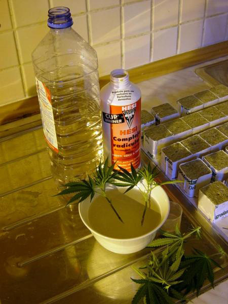 Imagem de Coloque na solução de clonagem