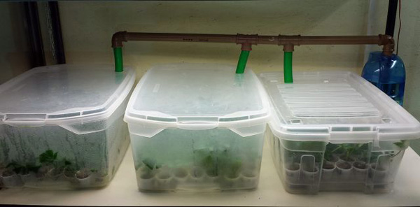 Imagem de Estufa de clonagem